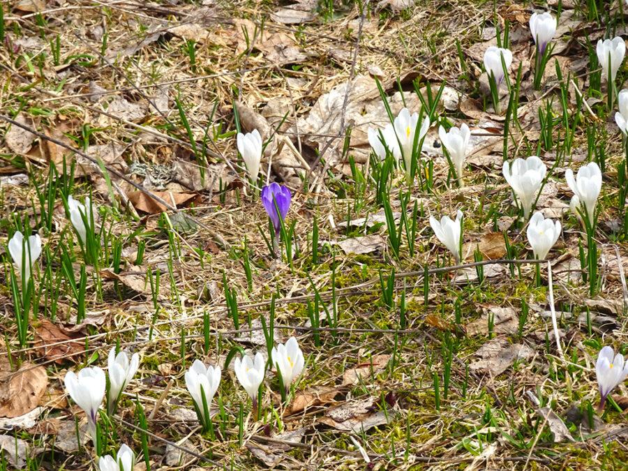 2026-04-17-13h54m12s000_DSC-HX90V